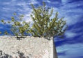 Lonely green bush on the concrete wall Royalty Free Stock Photo